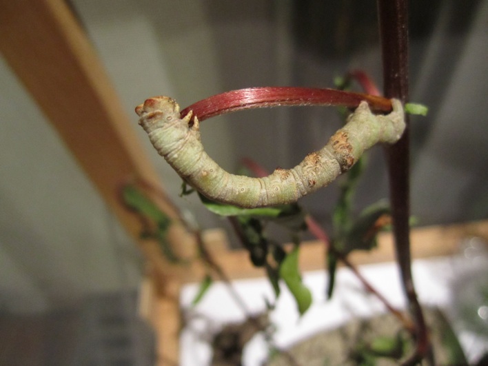 Ascotis selenaria - bruco